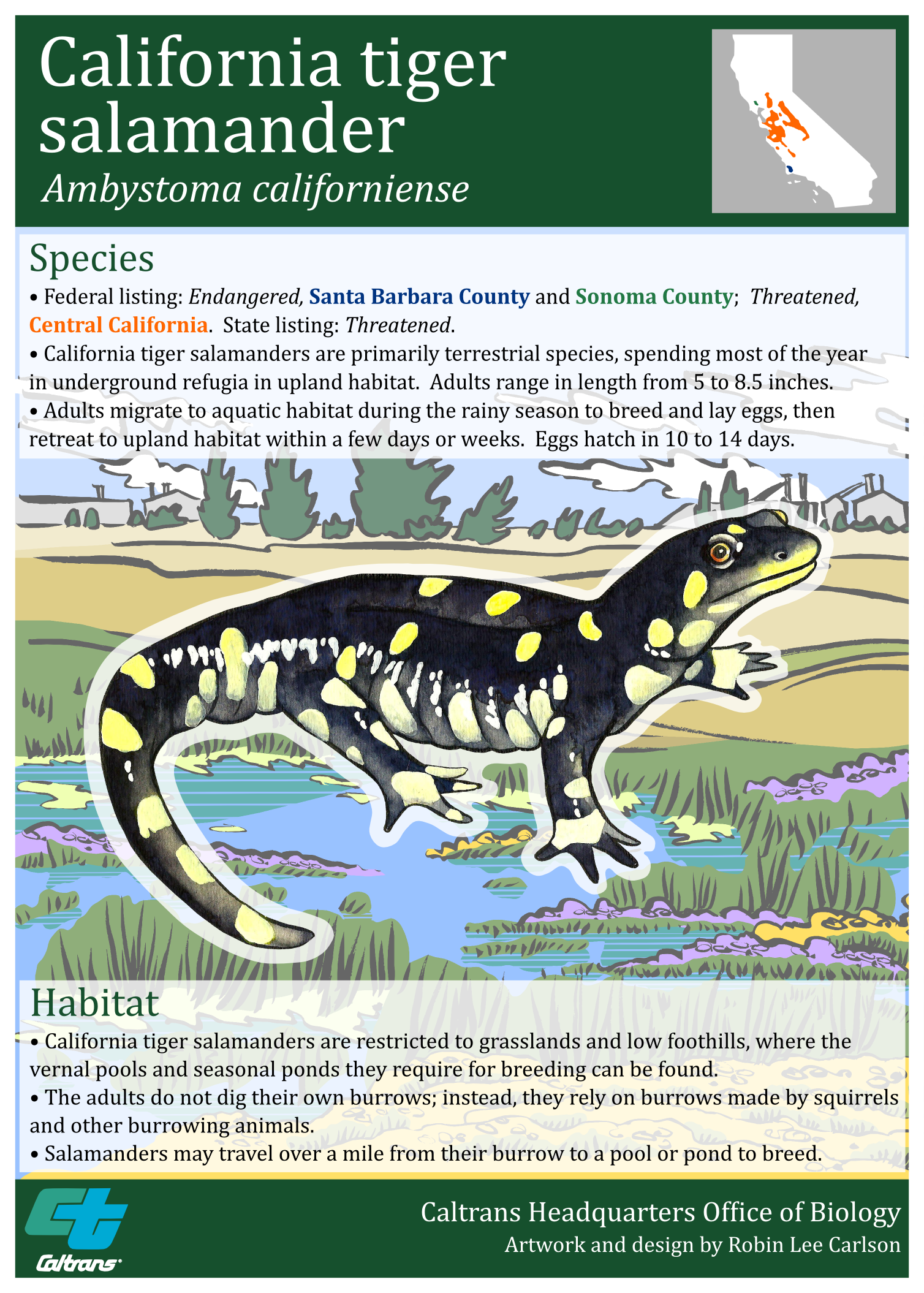 California tiger salamander