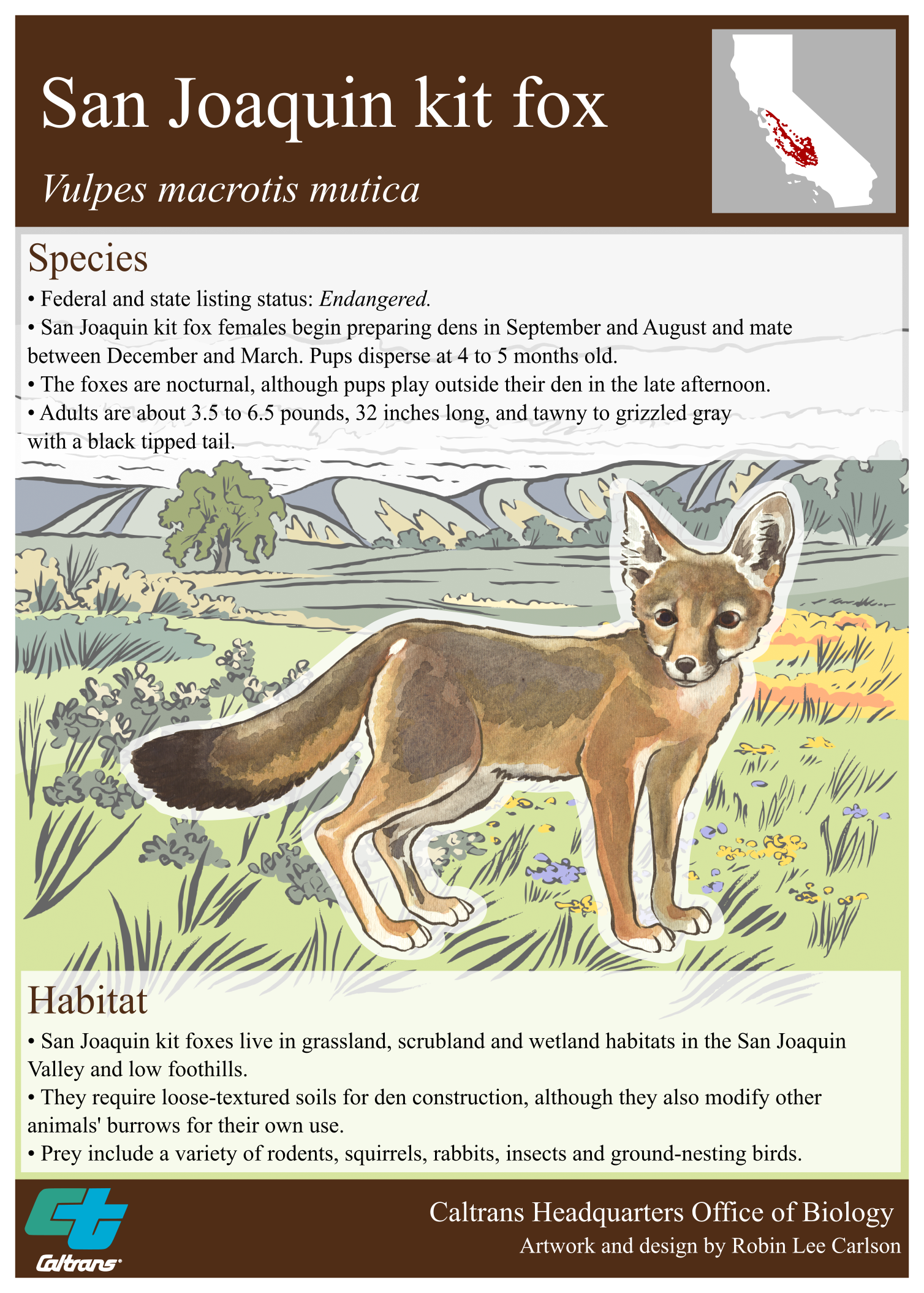 San Joaquin kit fox