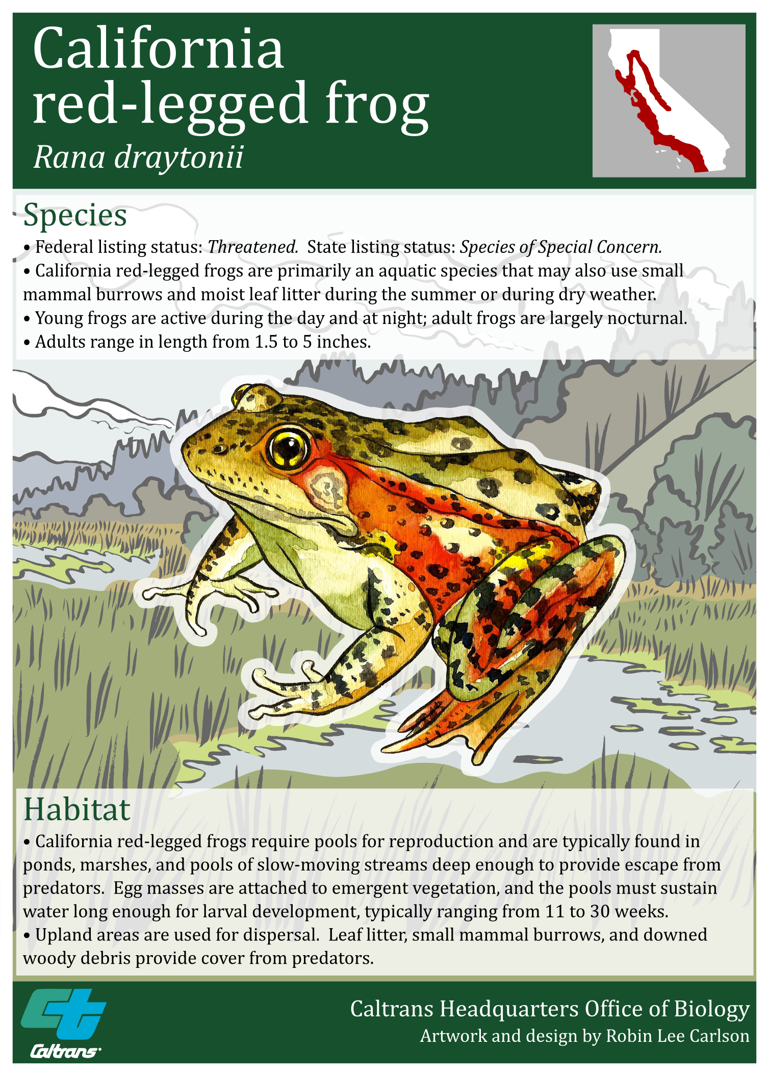 California Red-legged frog poster