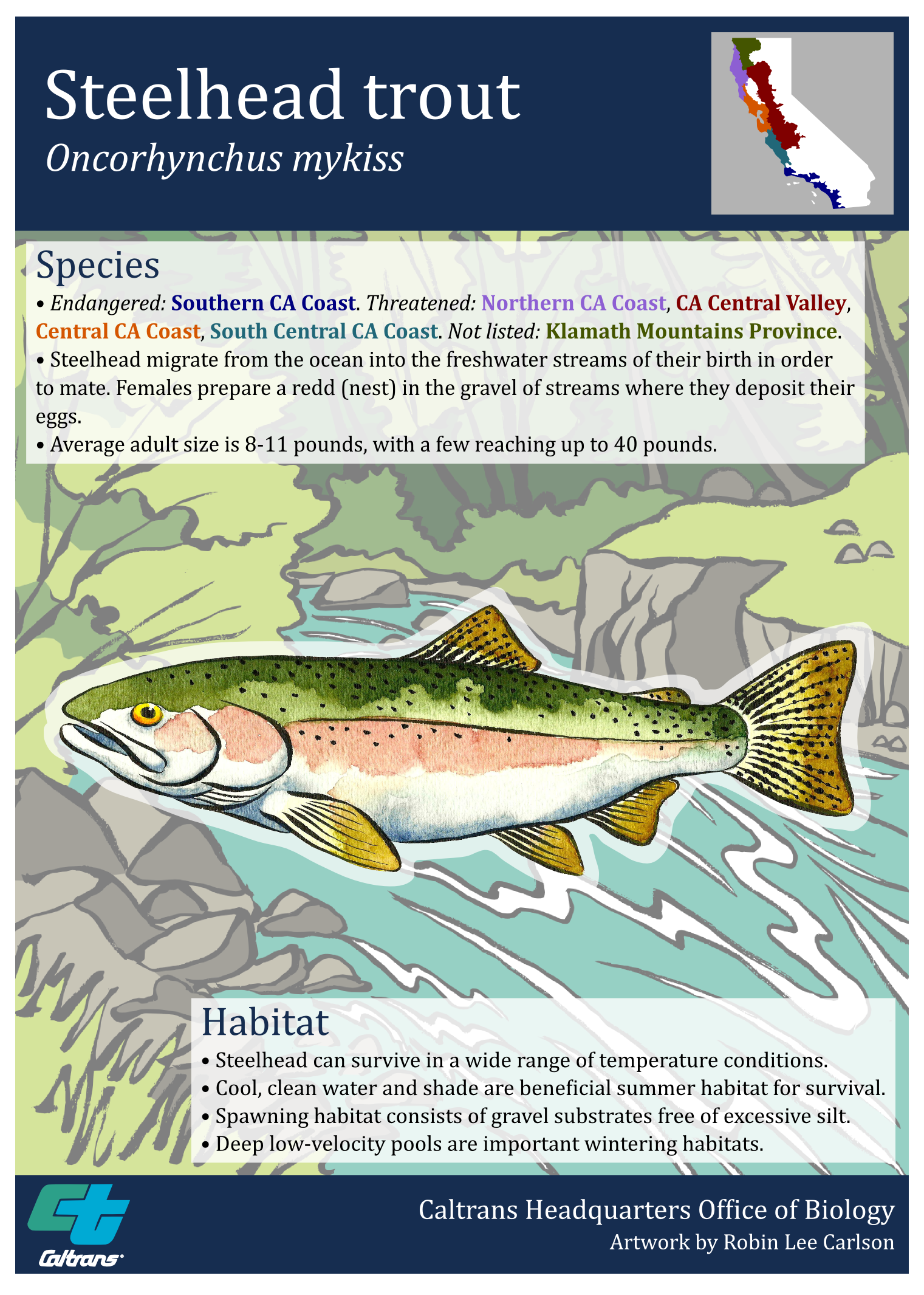 Steelhead Trout Poster