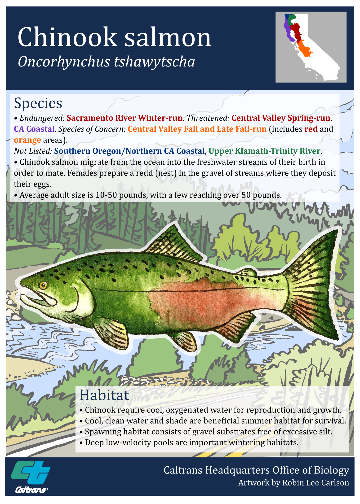 Chinook Salmon Poster