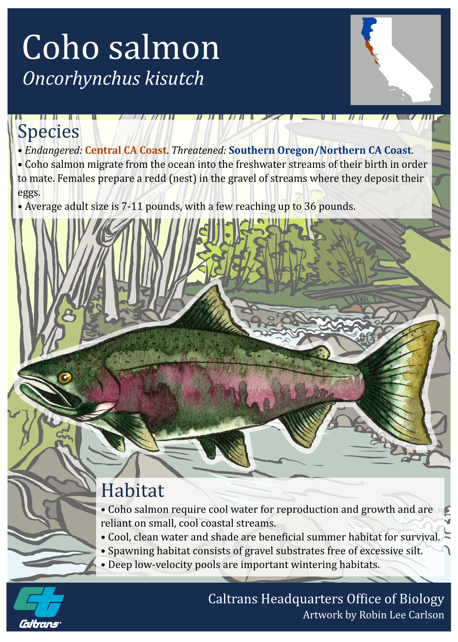 Coho Salmon Poster