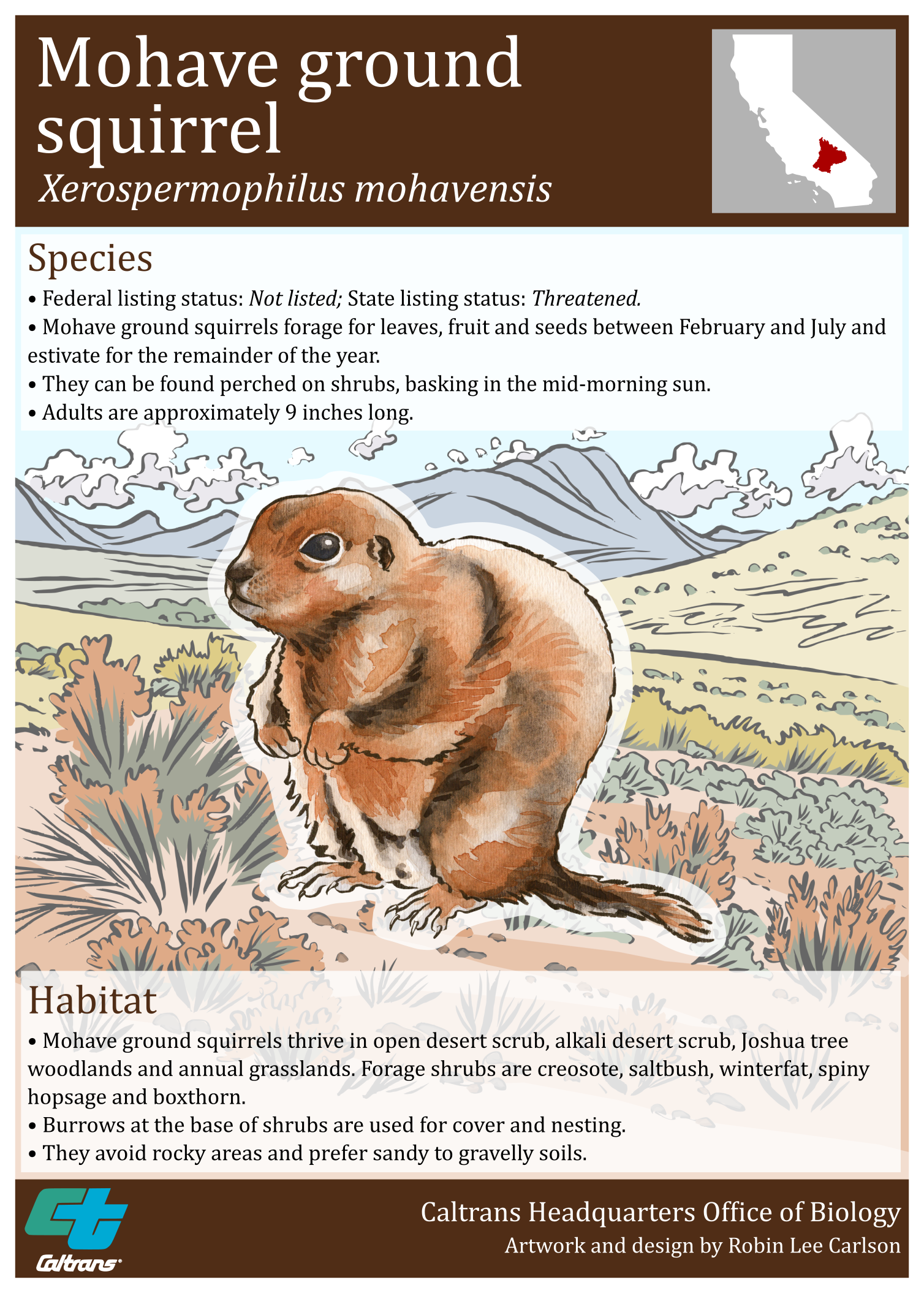 Mohave Ground Squirrel