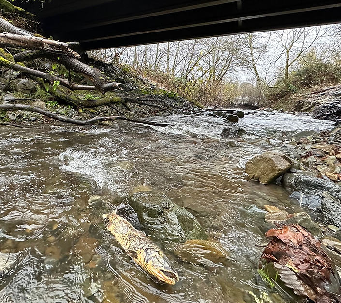 Fish in a creek